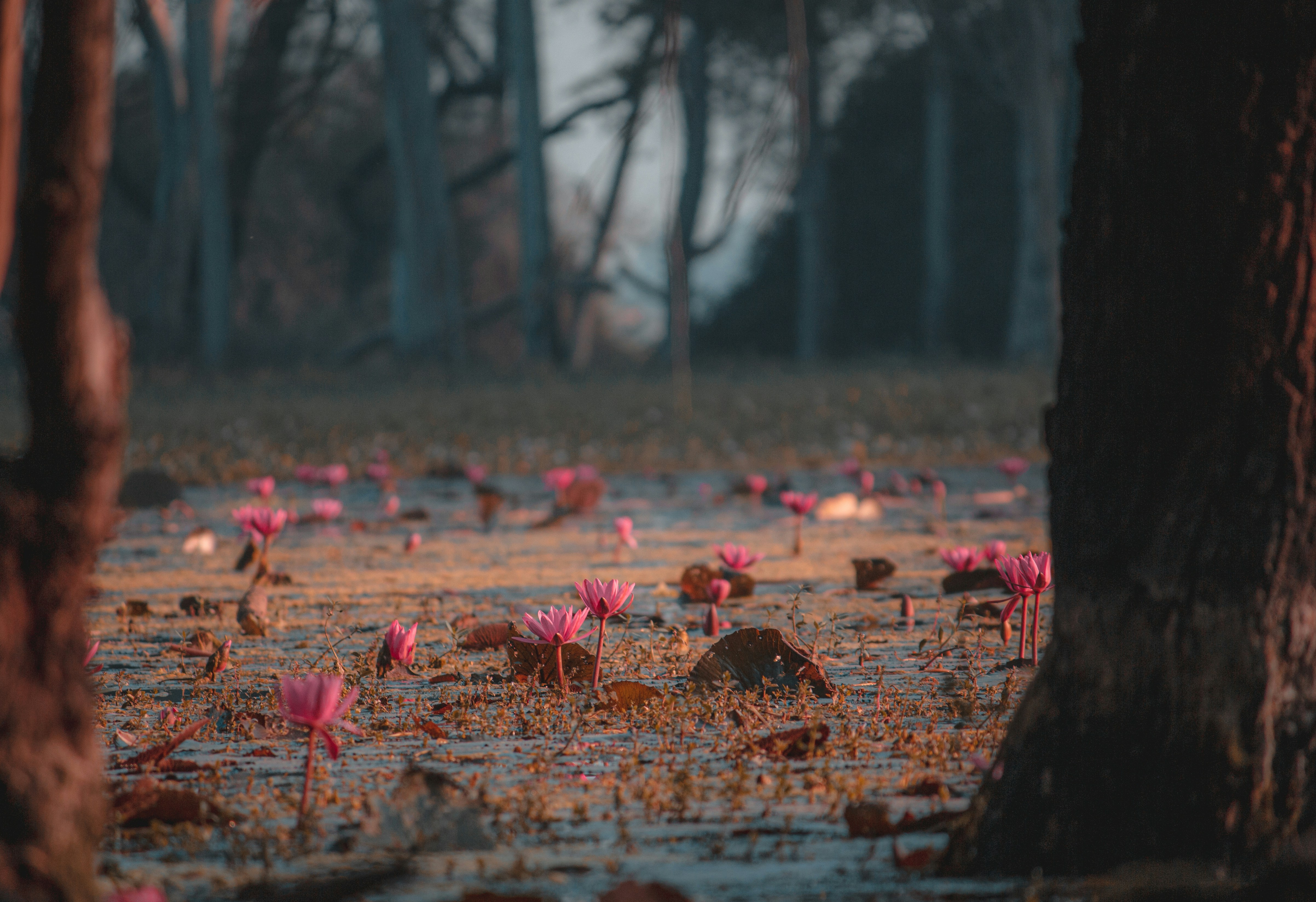 水辺にピンクの花の写真 Unsplashで見つけるガラワットの無料写真