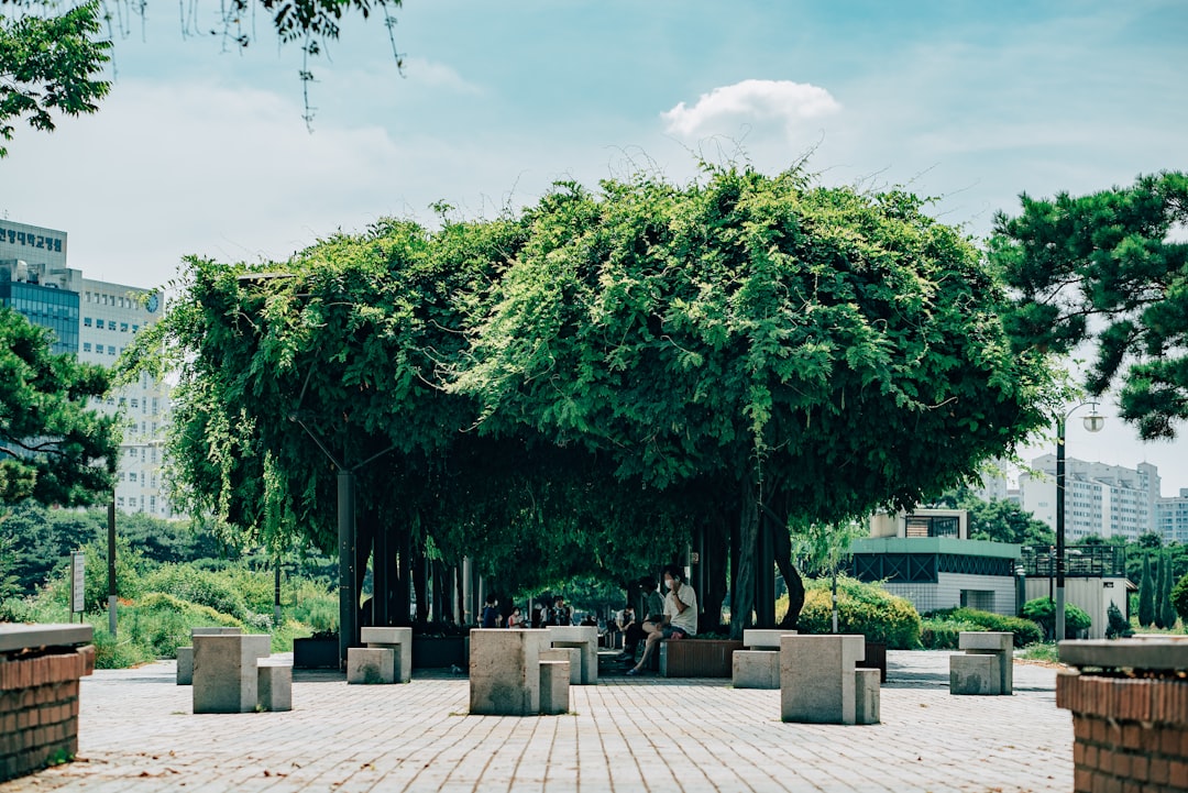 people sitting on bench near green trees during daytime