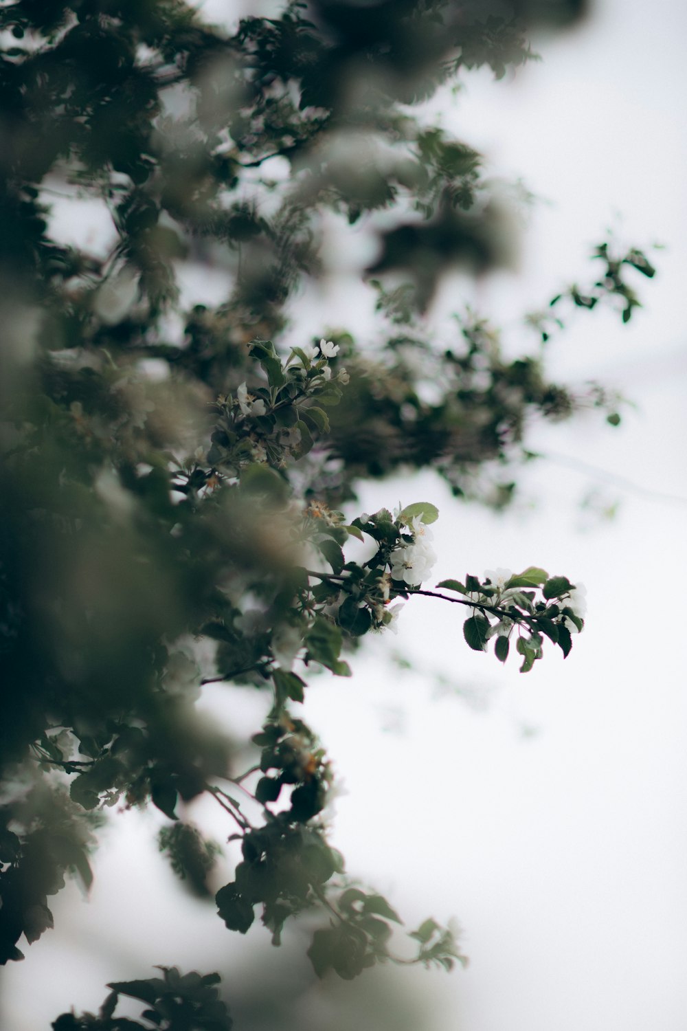 green leaves in low angle photography