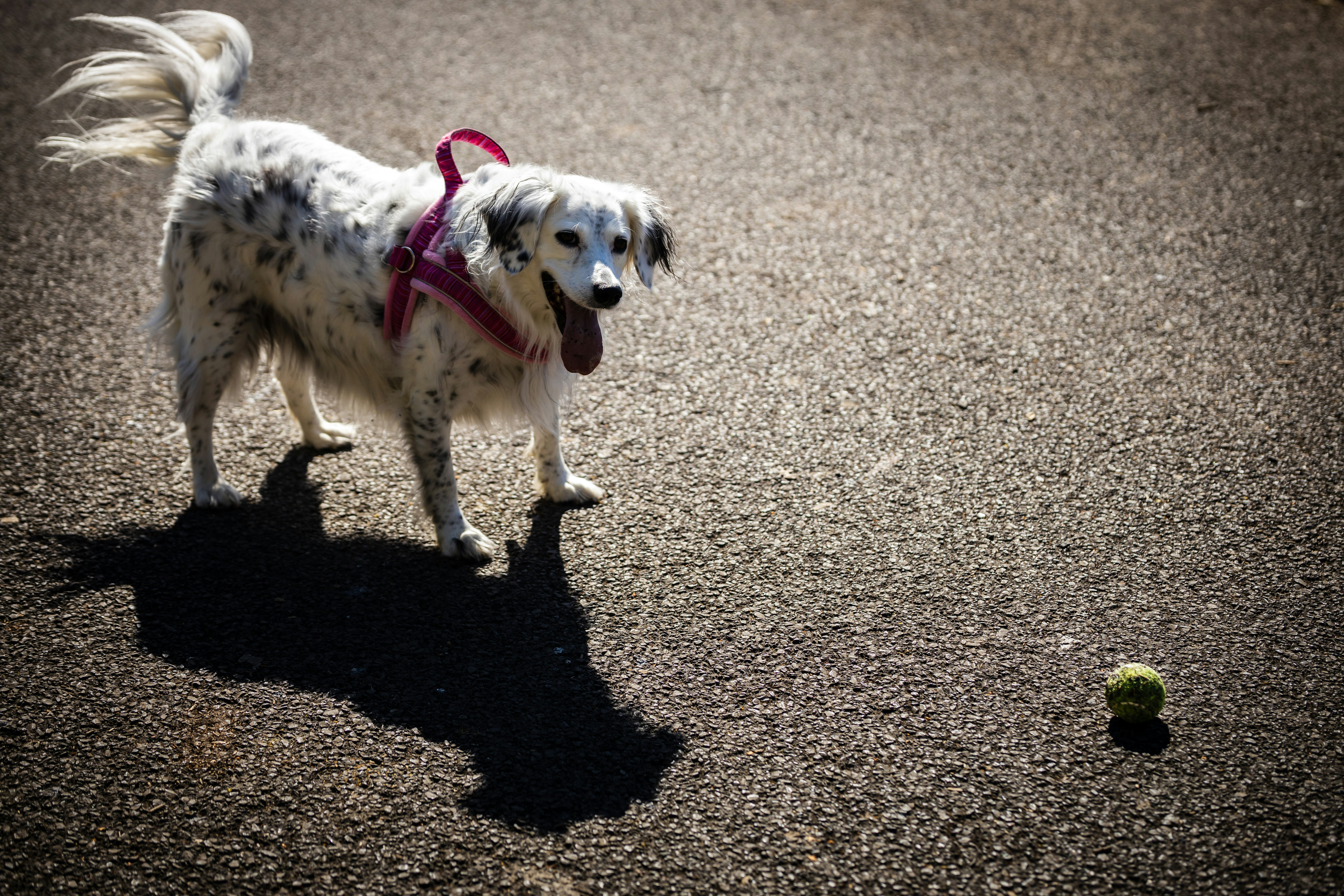 Spotted dog with a ball on asphalt
