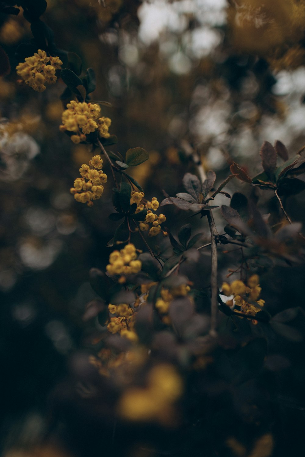 yellow flowers in tilt shift lens