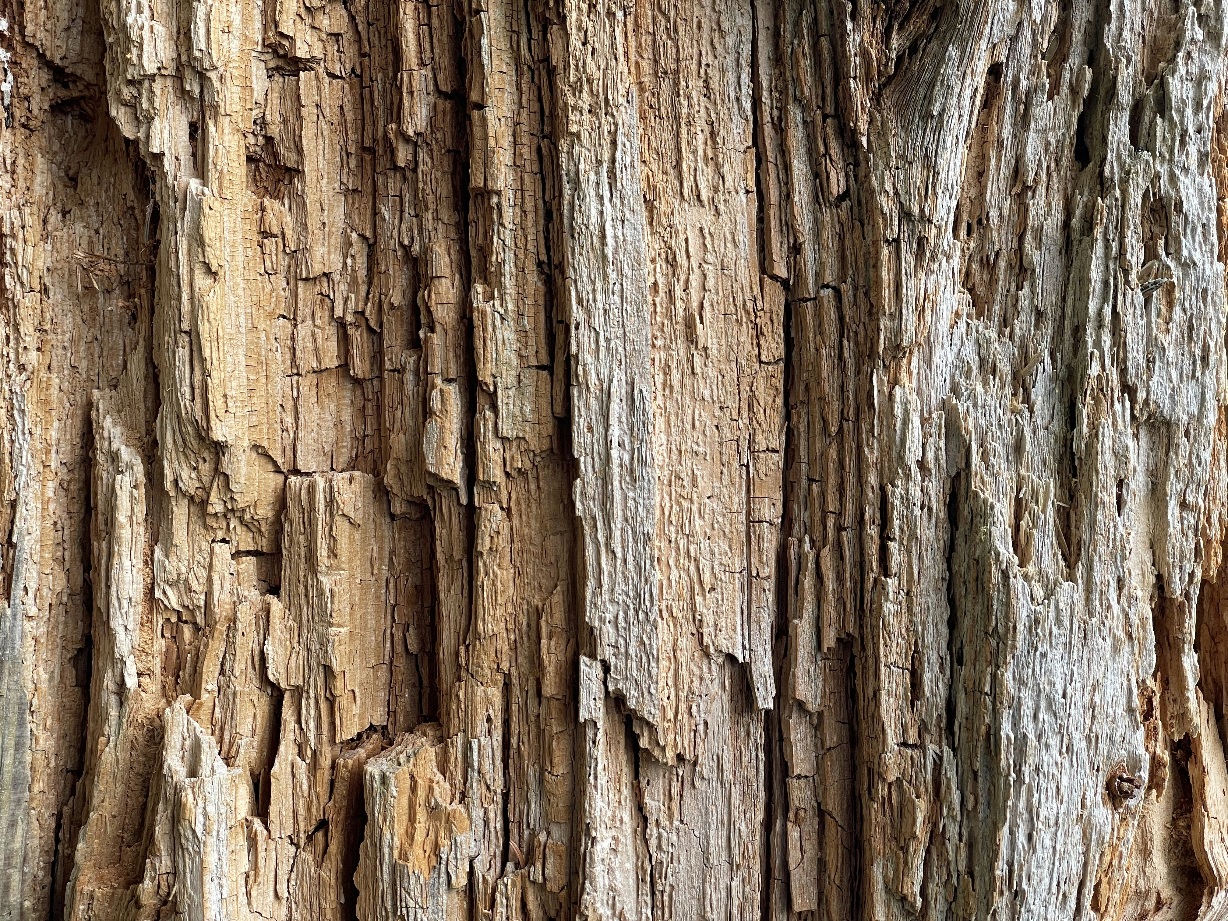 Photo by jorgencarling