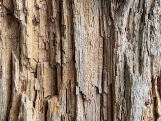 brown and black wood trunk