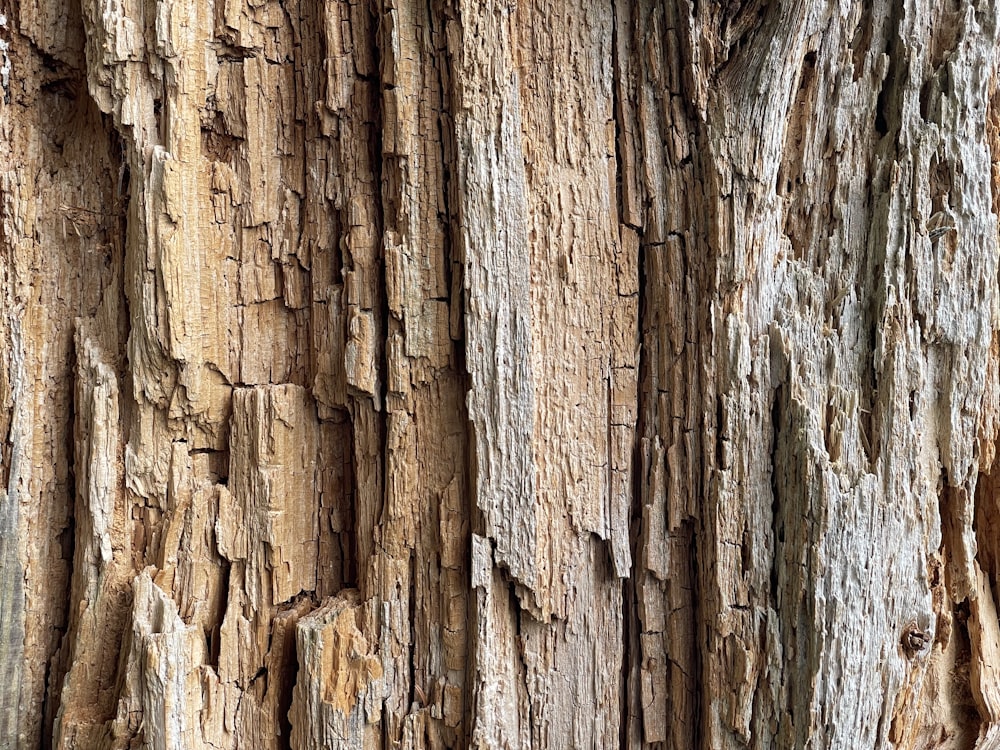 brown and black wood trunk