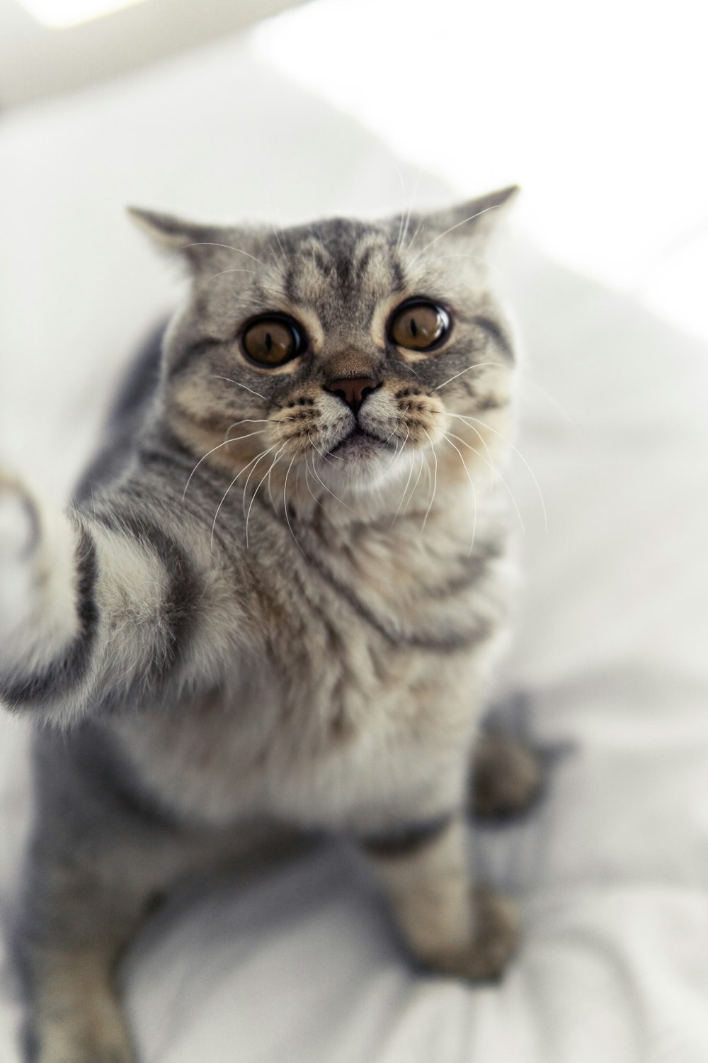 silver tabby cat on white textile