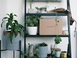 green potted plants on white wooden shelf