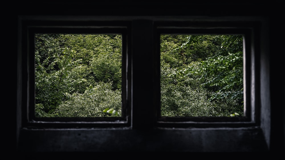 green trees on the window