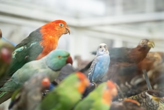 A vibrant gathering of bird enthusiasts showcasing various species in a natural setting.
