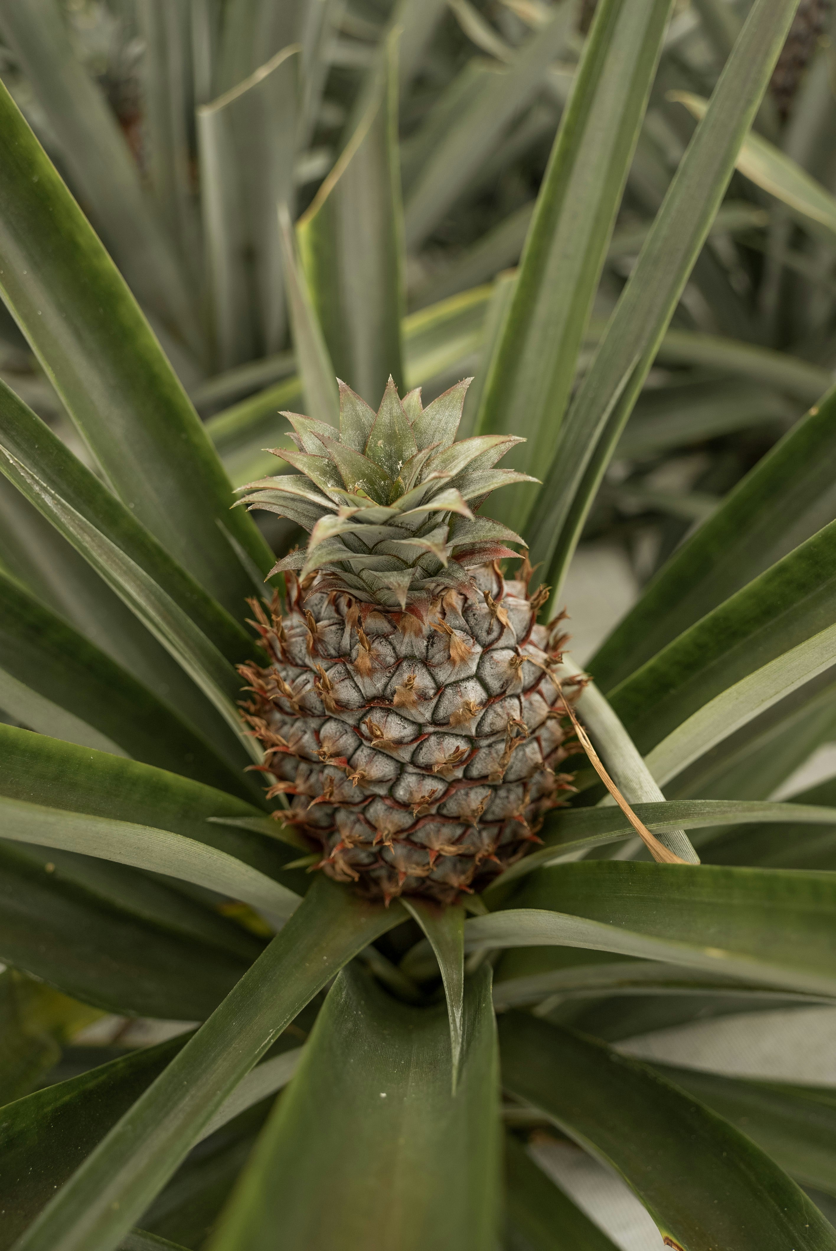 green and brown pineapple fruit