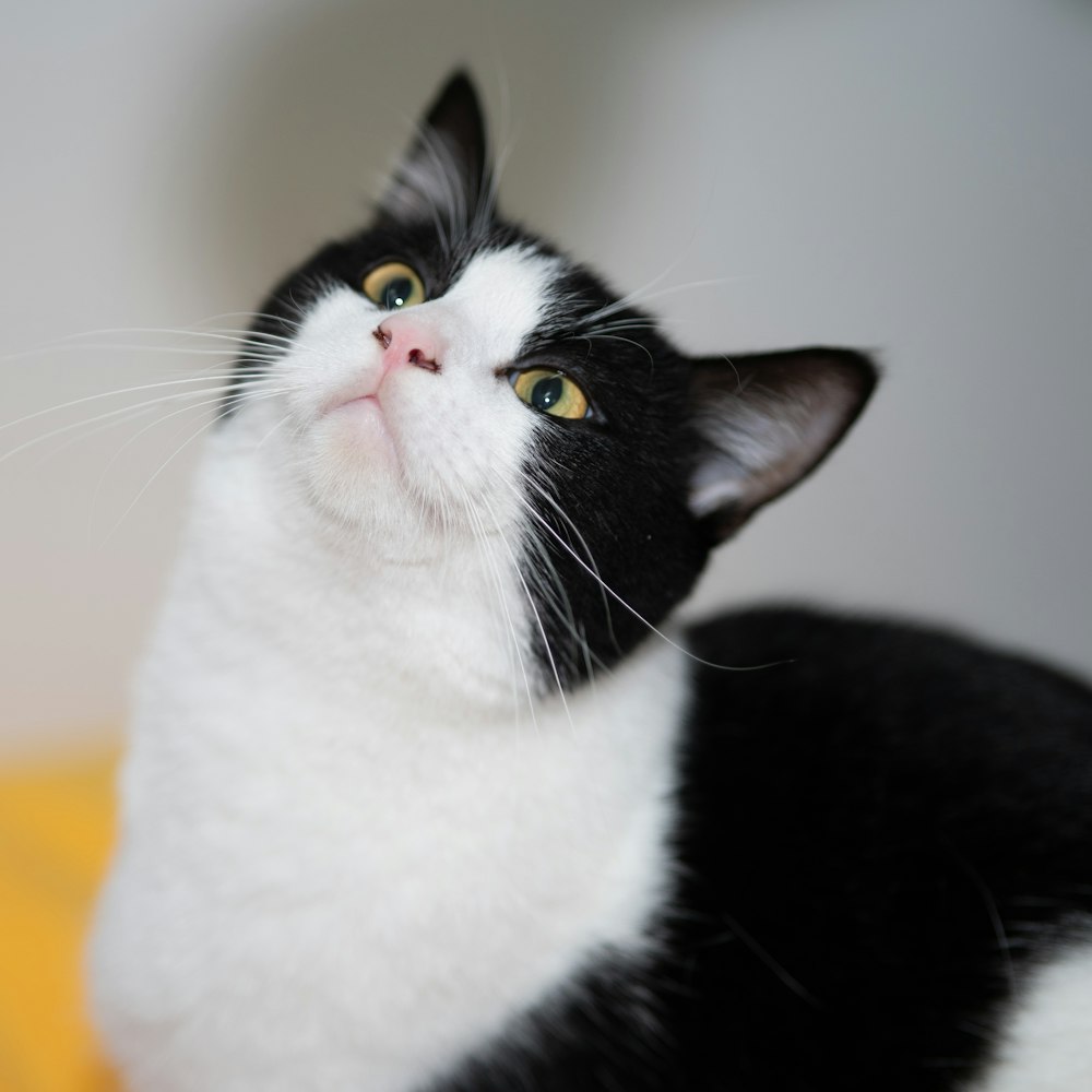 gato preto e branco no têxtil alaranjado