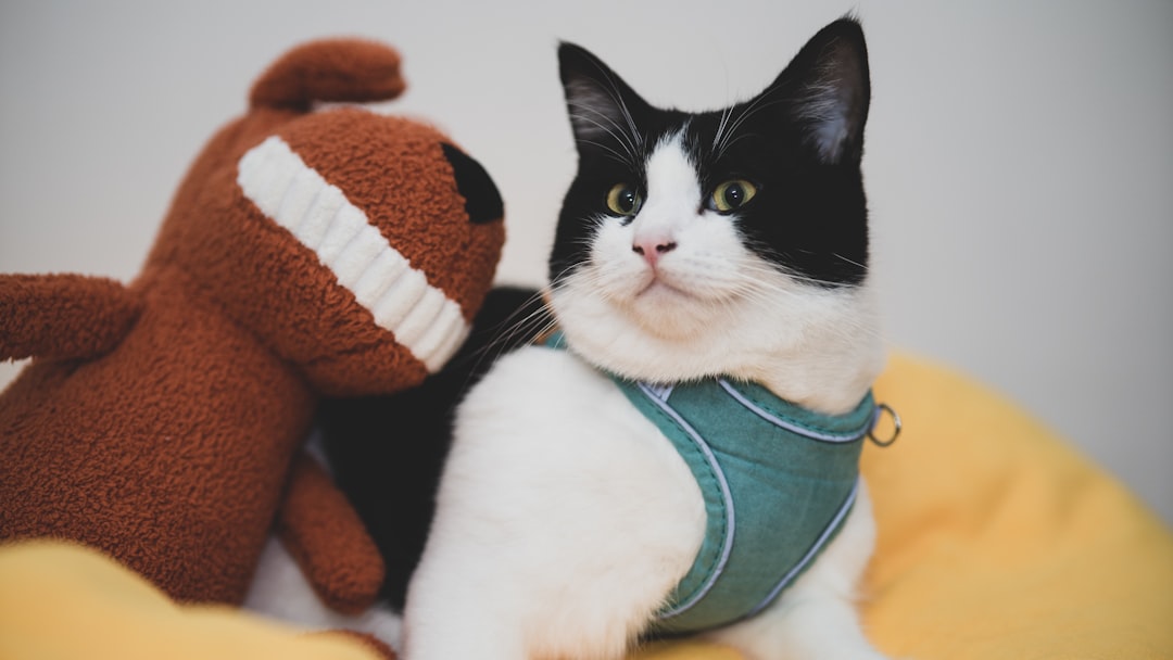 white and black cat wearing blue and brown shirt