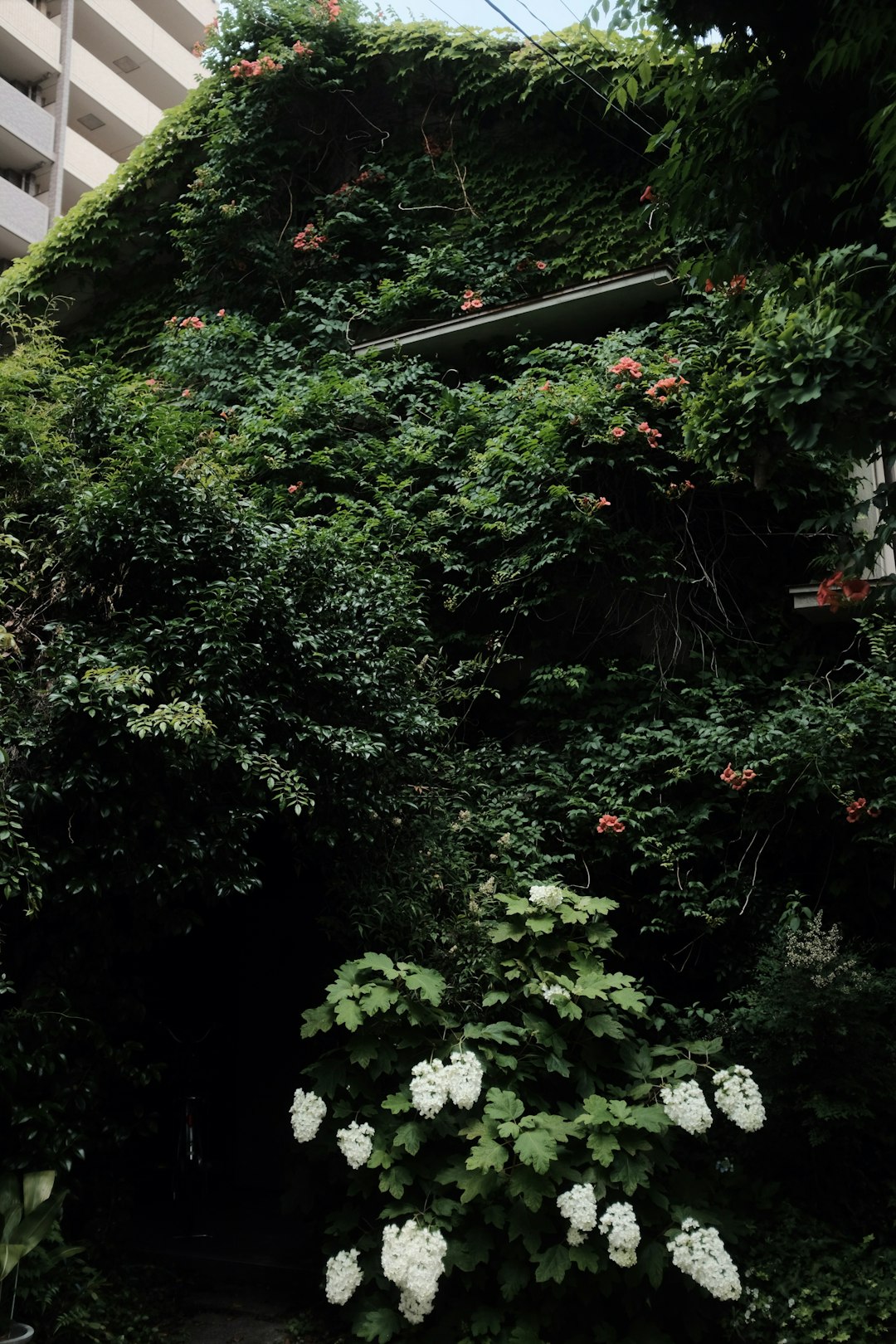 green plants and trees during daytime