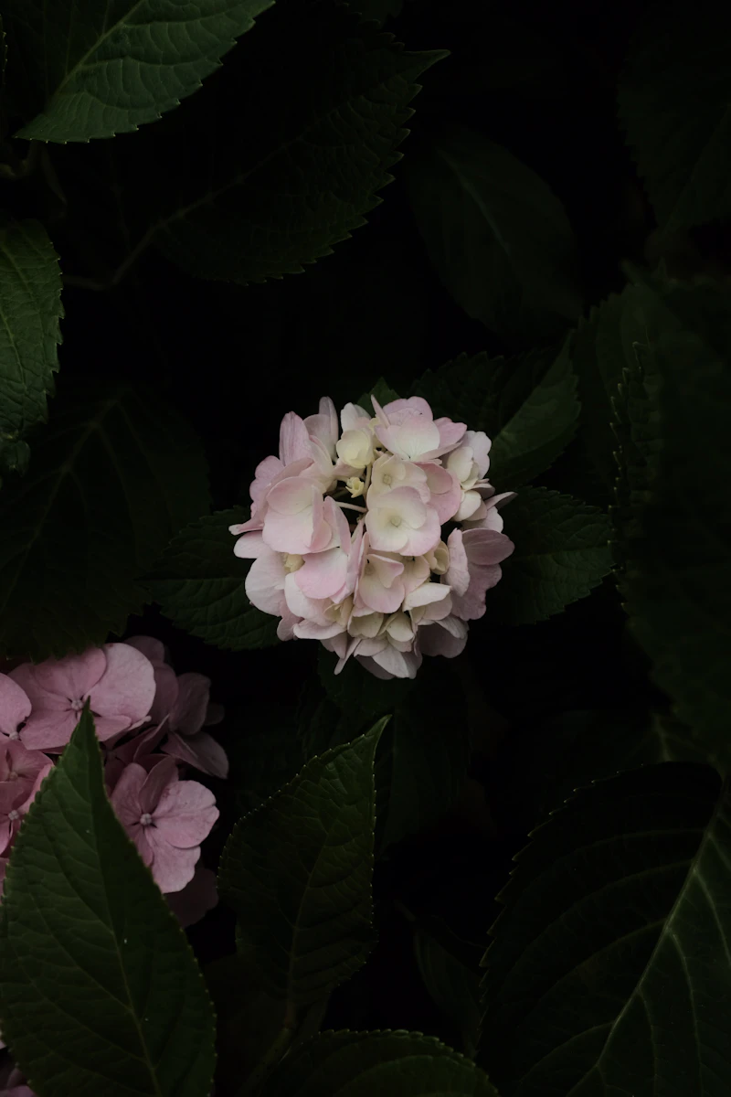 White and pink geranium flower in close-up photography