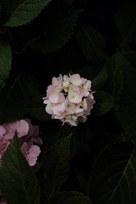 Geranium macrorrhizum Ingwersen's Variety