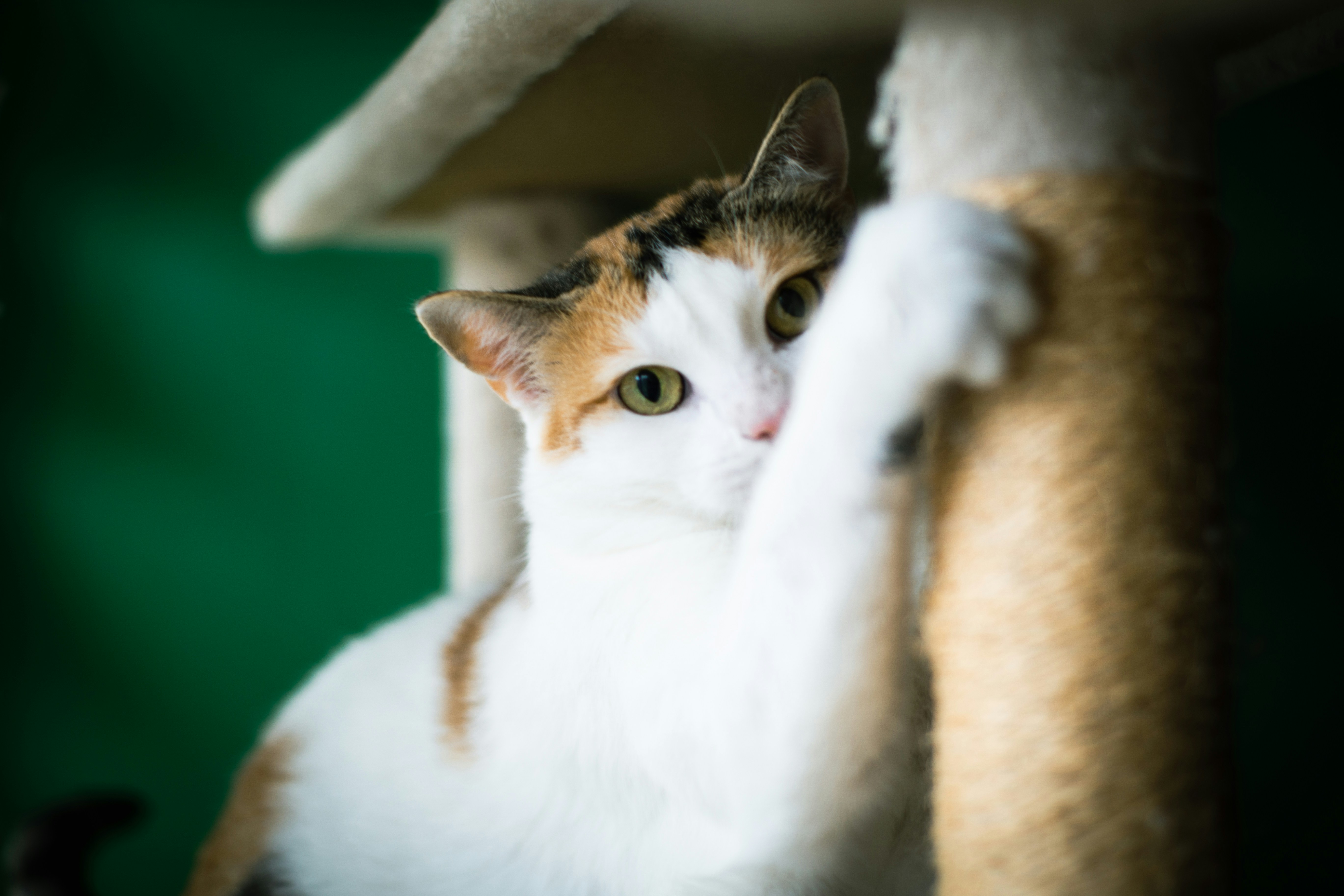 white and brown cat on white textile