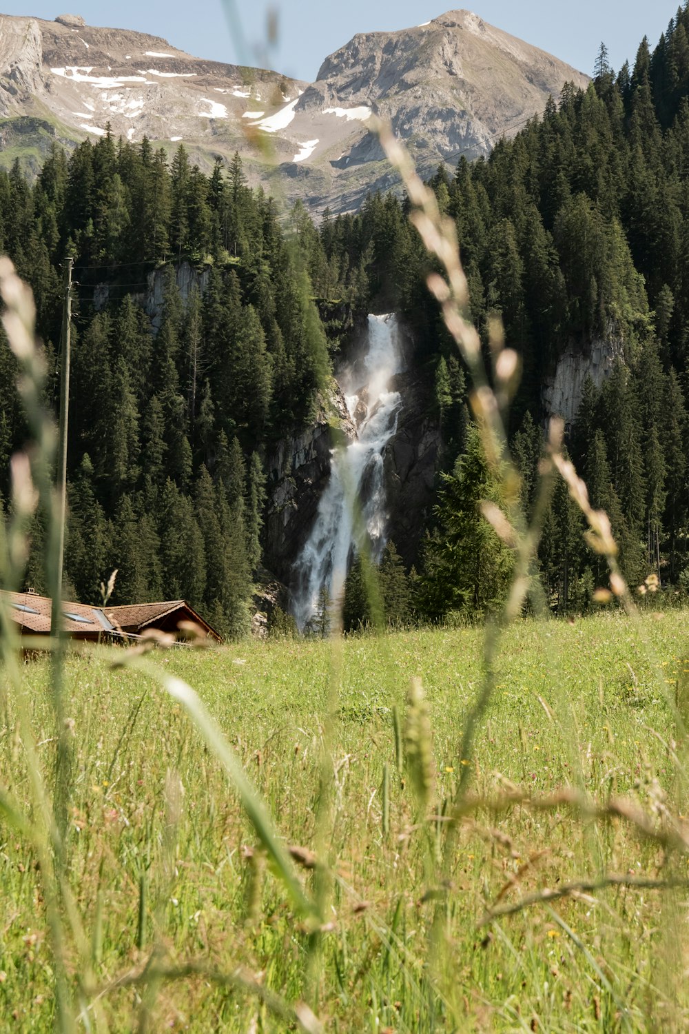 brown horse on green grass field during daytime