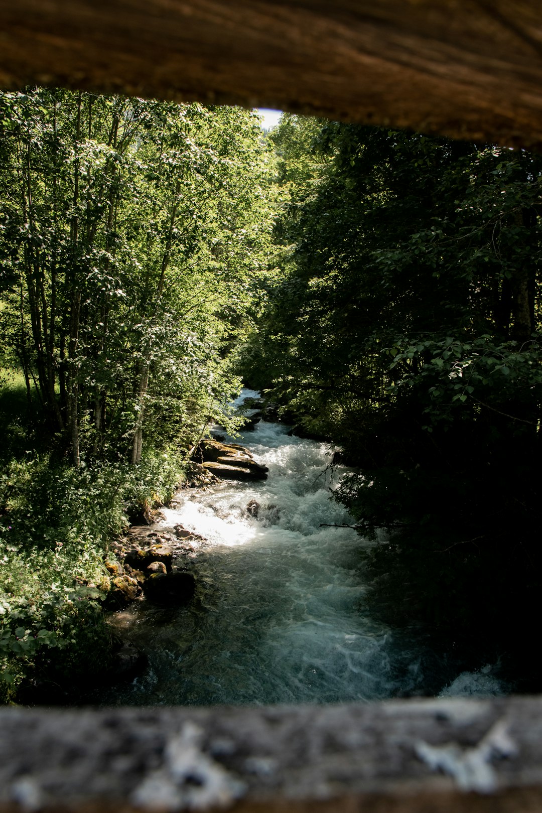 river in the middle of forest during daytime