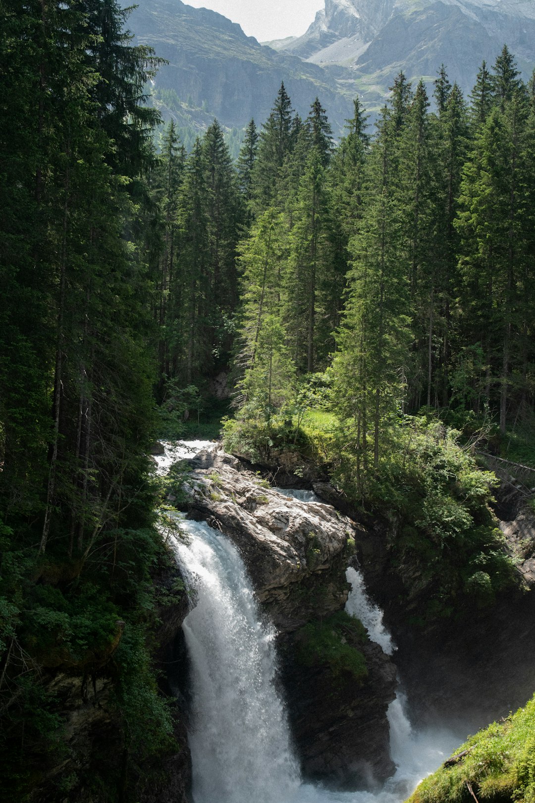 green pine trees beside river during daytime