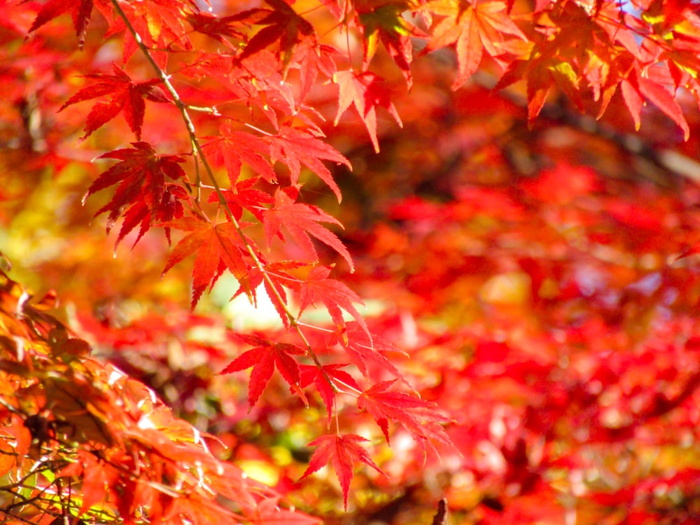 red and yellow maple leaves