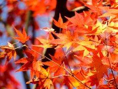 red and brown maple leaves