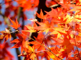 11月3連休、紅葉本番の混雑をどう避ける？一人旅ガイド