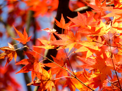 11月3連休、紅葉本番の混雑をどう避ける？一人旅ガイド