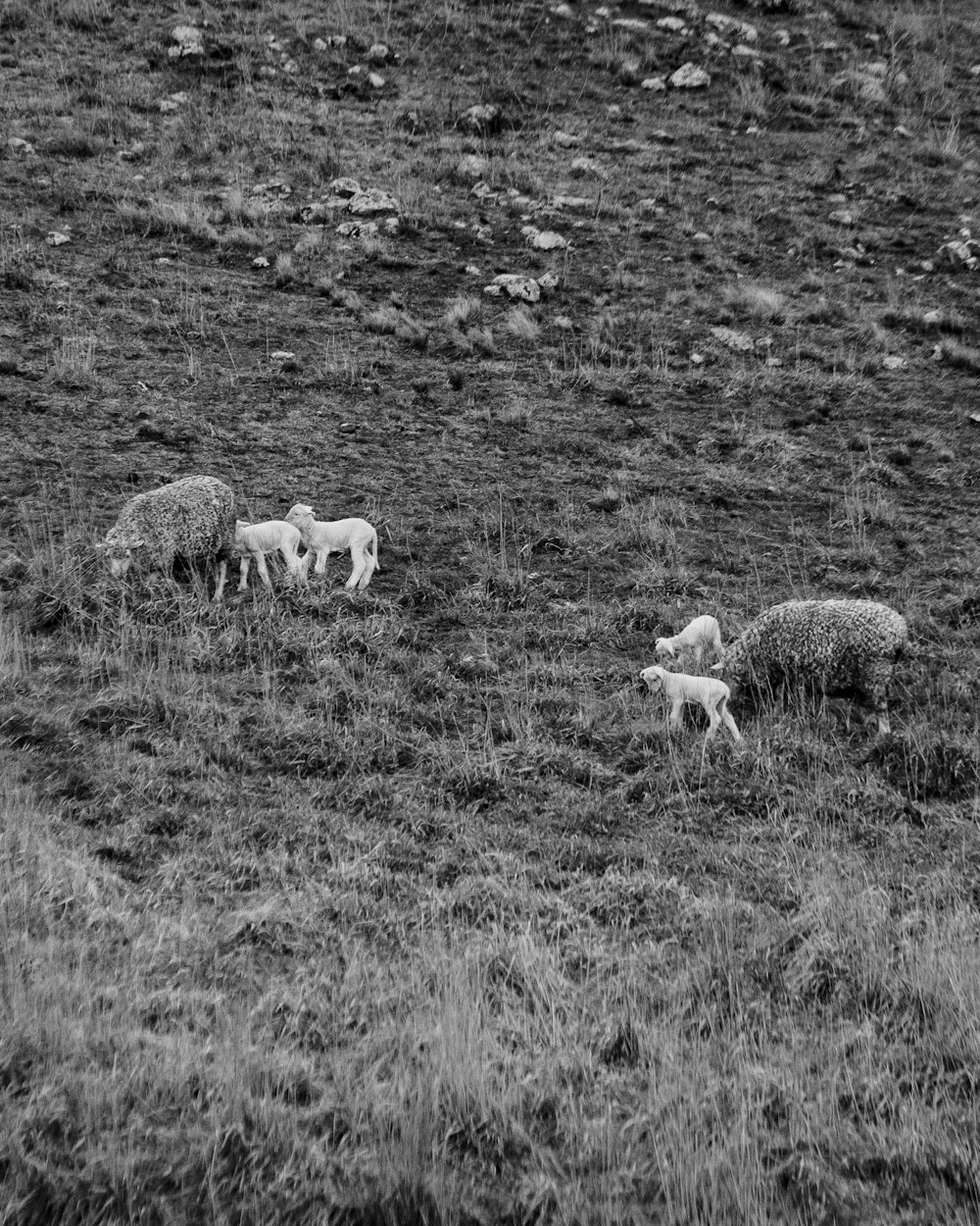 sheep on grass field in grayscale photography