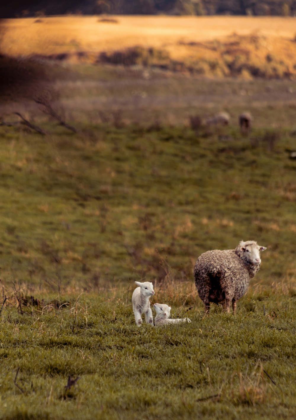 white sheep on green grass field during daytime