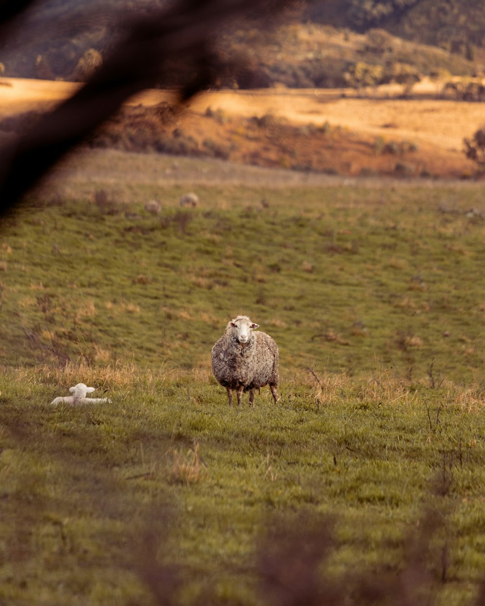 white and black bird on green grass field during daytime