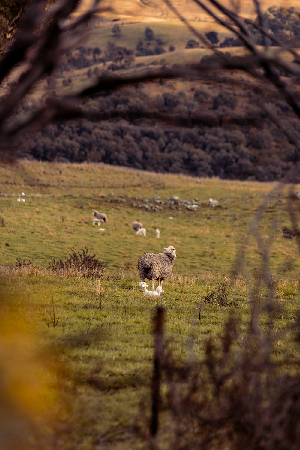 brown and white sheep on green grass field during daytime