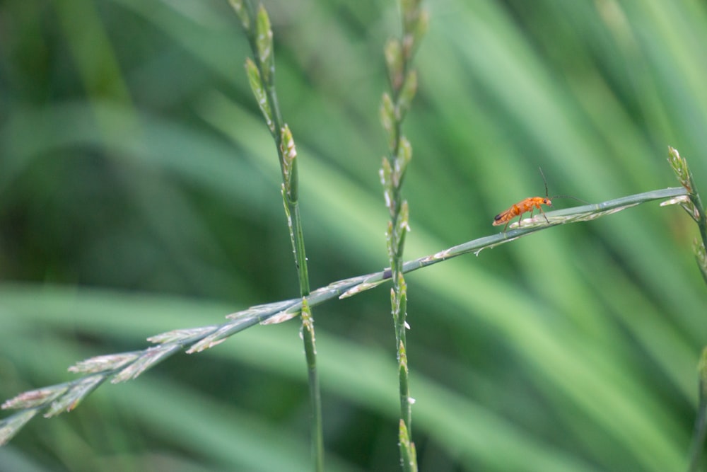 orange and black bug on green leaf