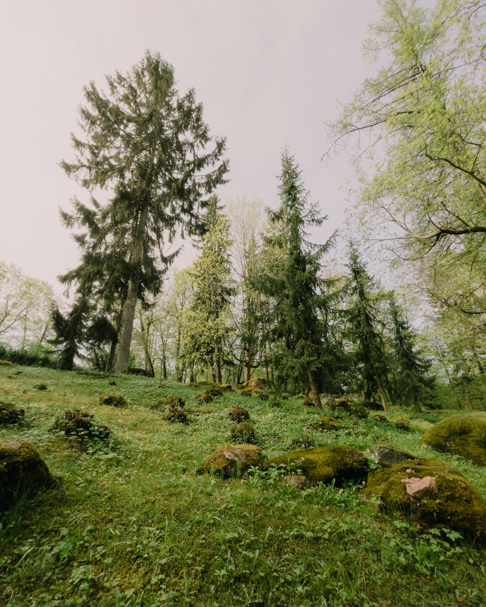 green grass field with trees