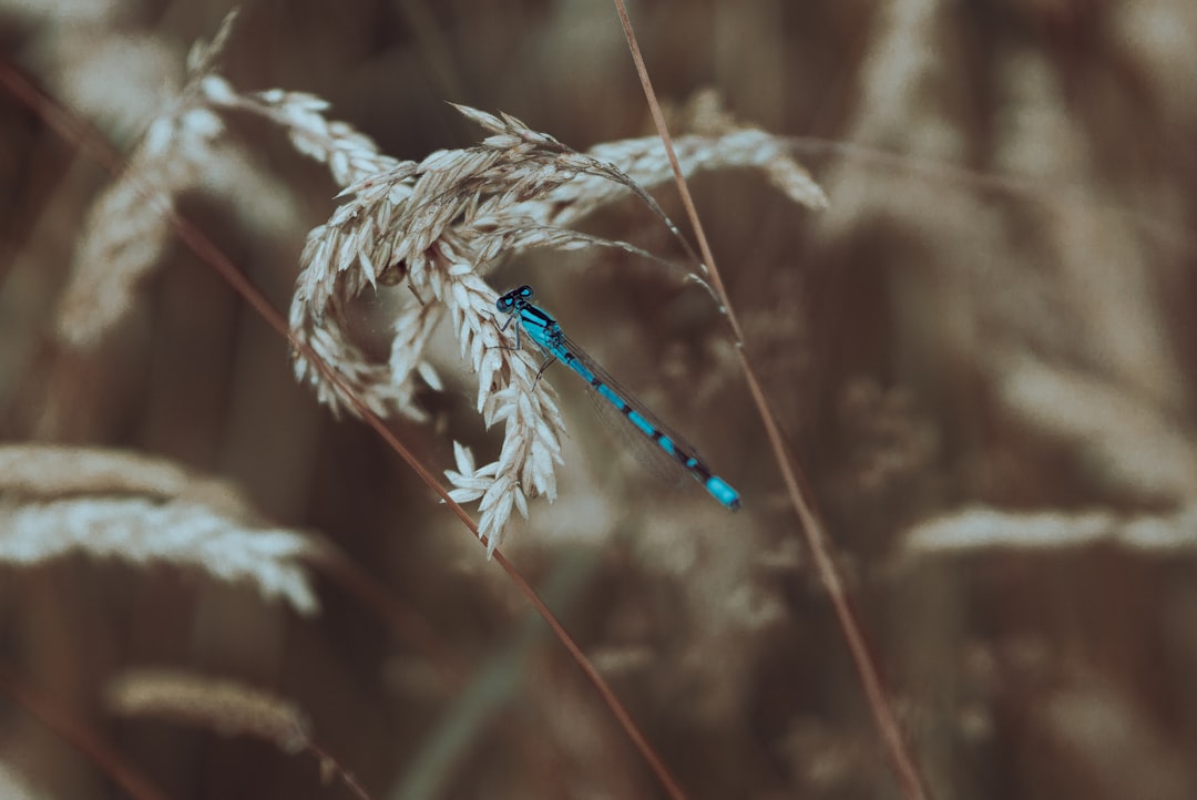 blue dragonfly on brown wheat