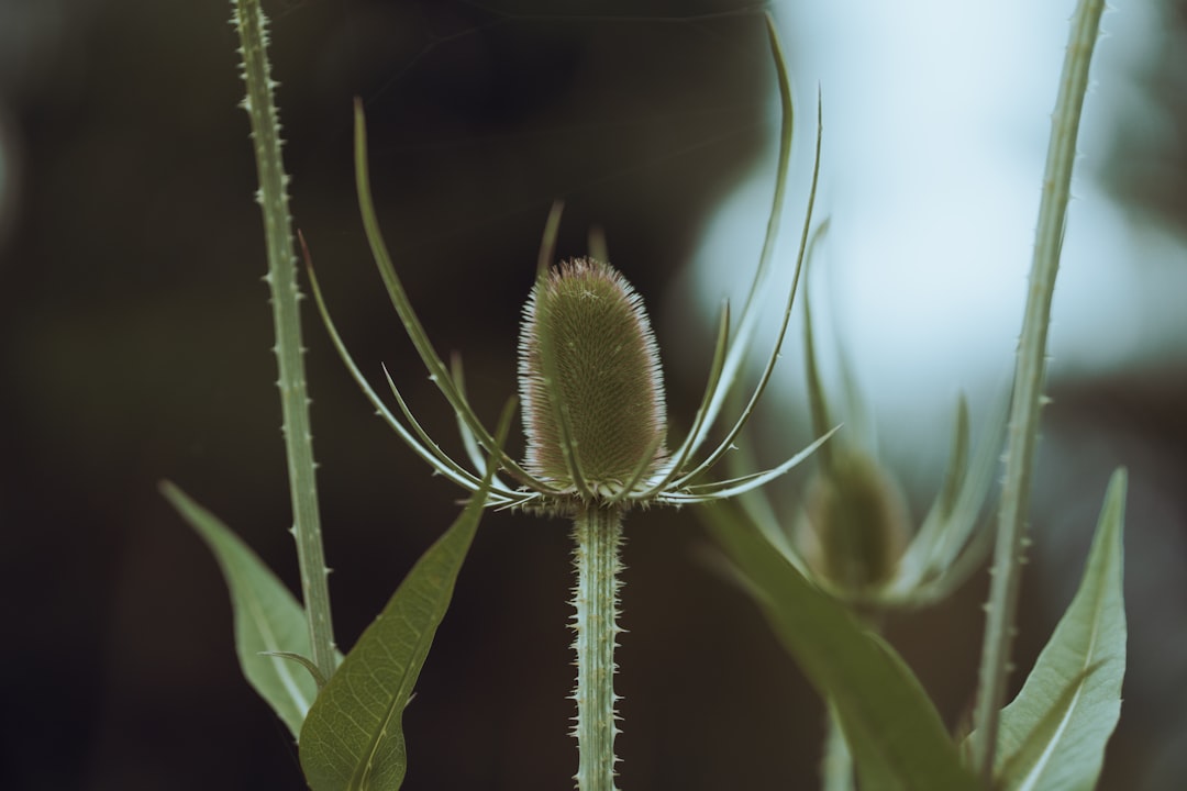 green plant in macro lens