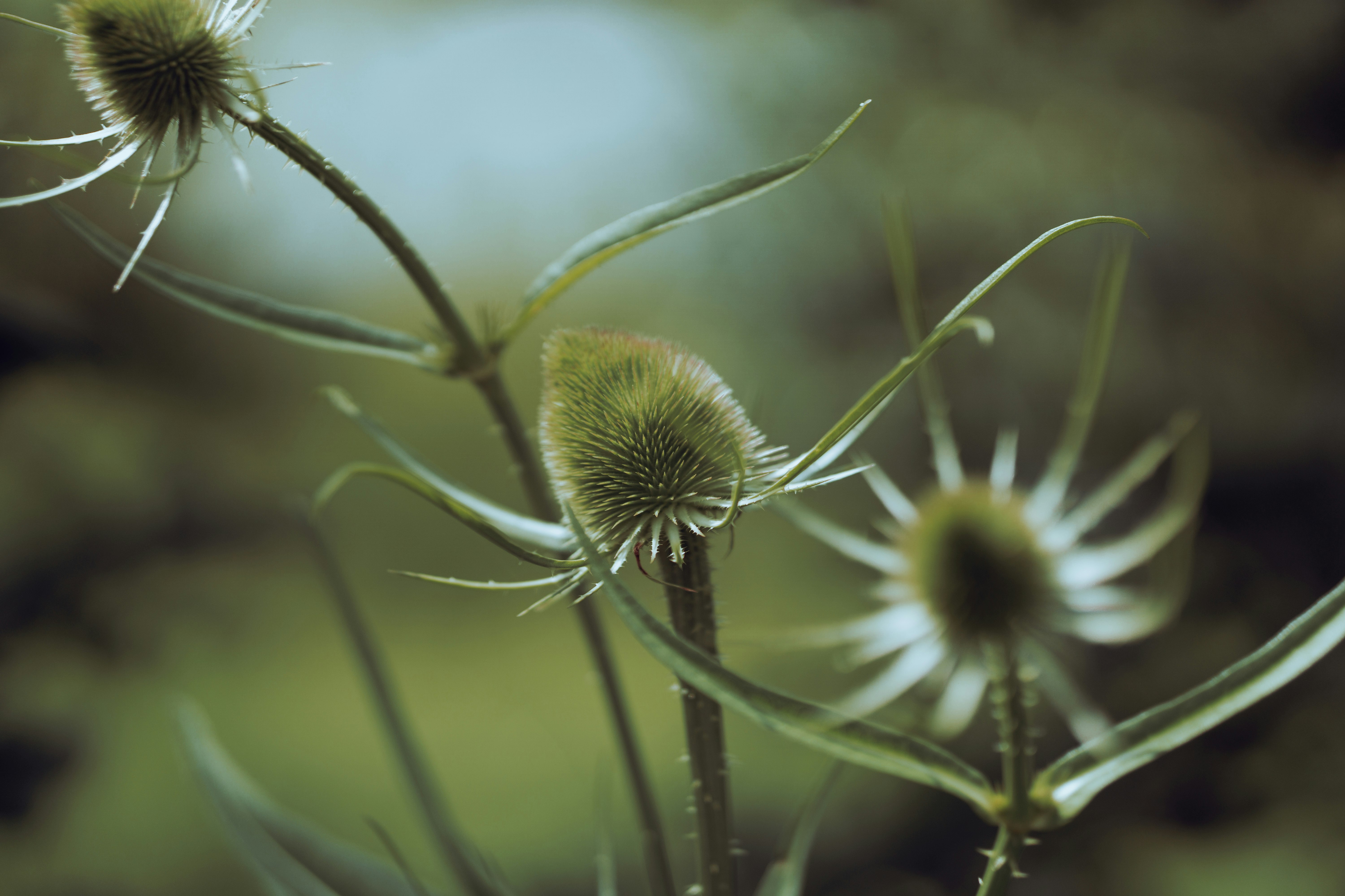 green flower bud in close up photography