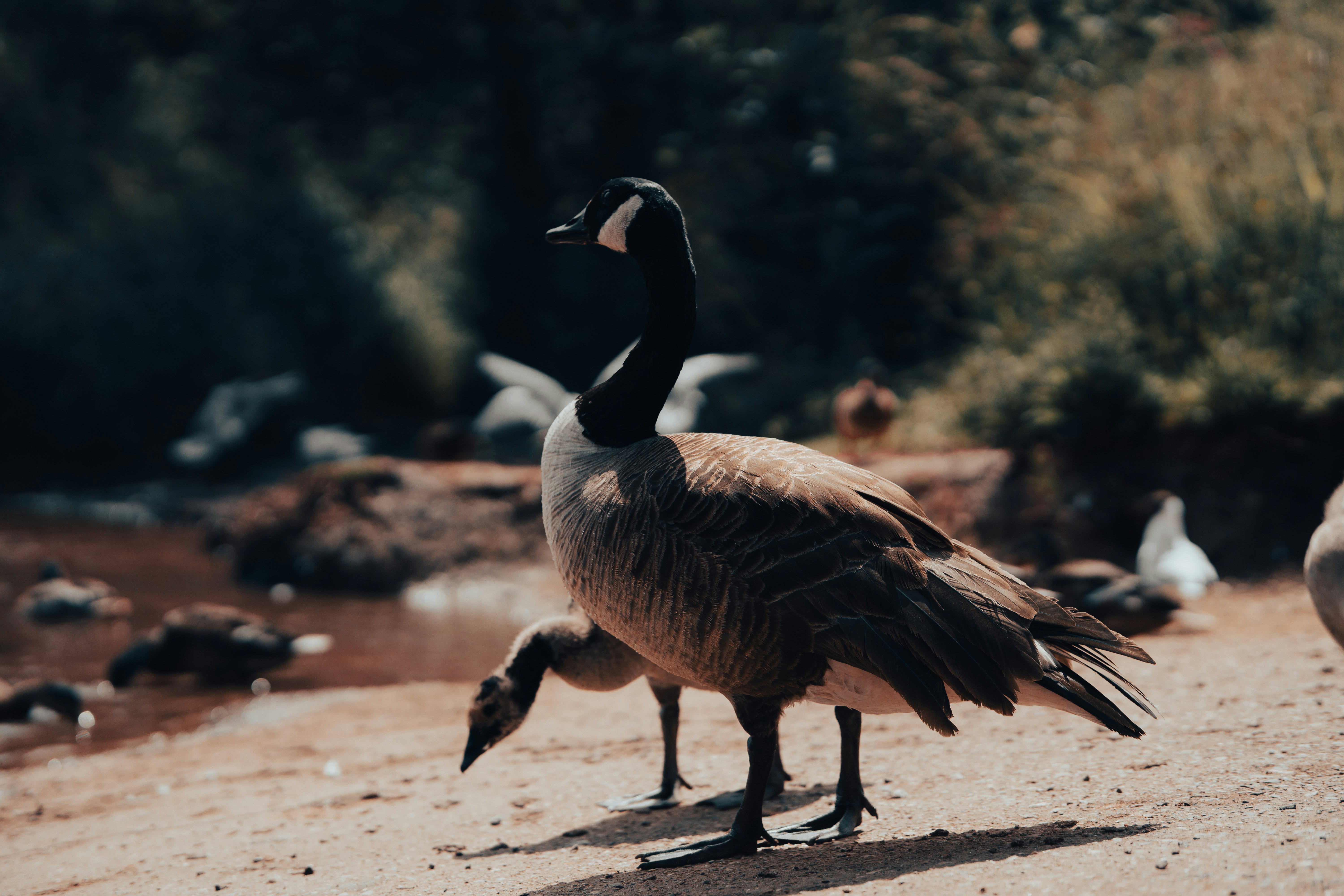 brown and white duck walking on brown sand during daytime