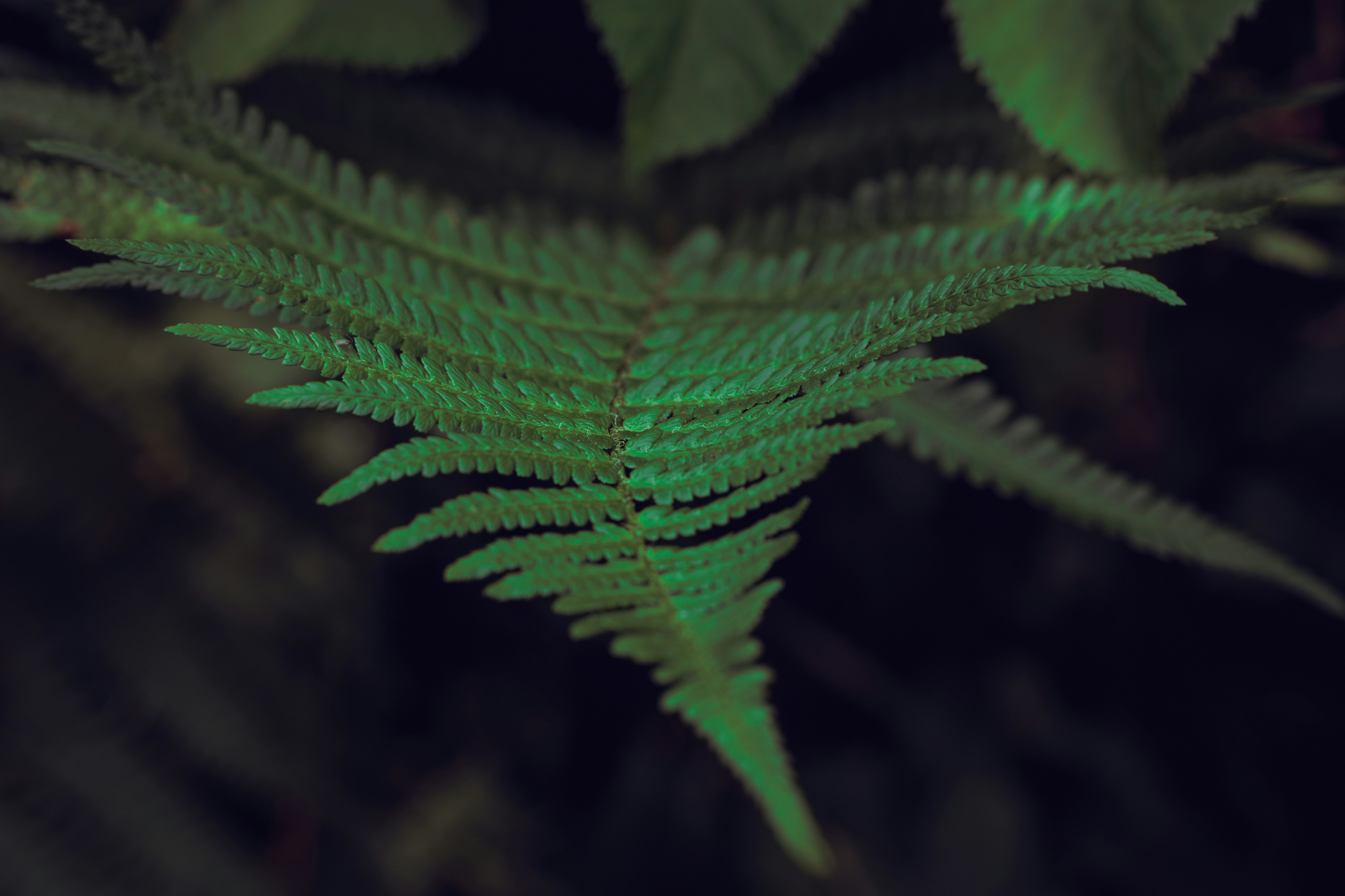 pink leaf in close up photography