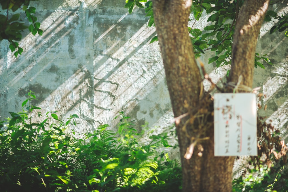 green leaves and brown tree trunk