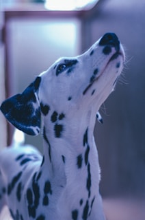 Close-up of a Dalmatian's spotted coat with soft natural light.