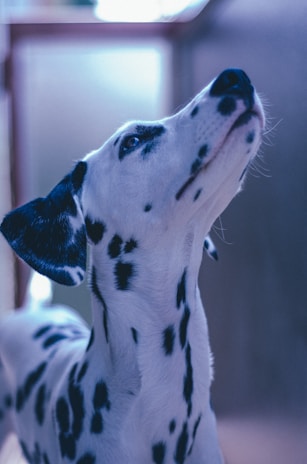 Close-up of a Dalmatian's spotted coat with soft natural light.