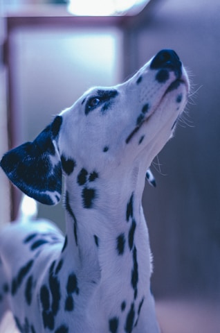 Close-up of a Dalmatian's spotted fur pattern in natural sunlight.