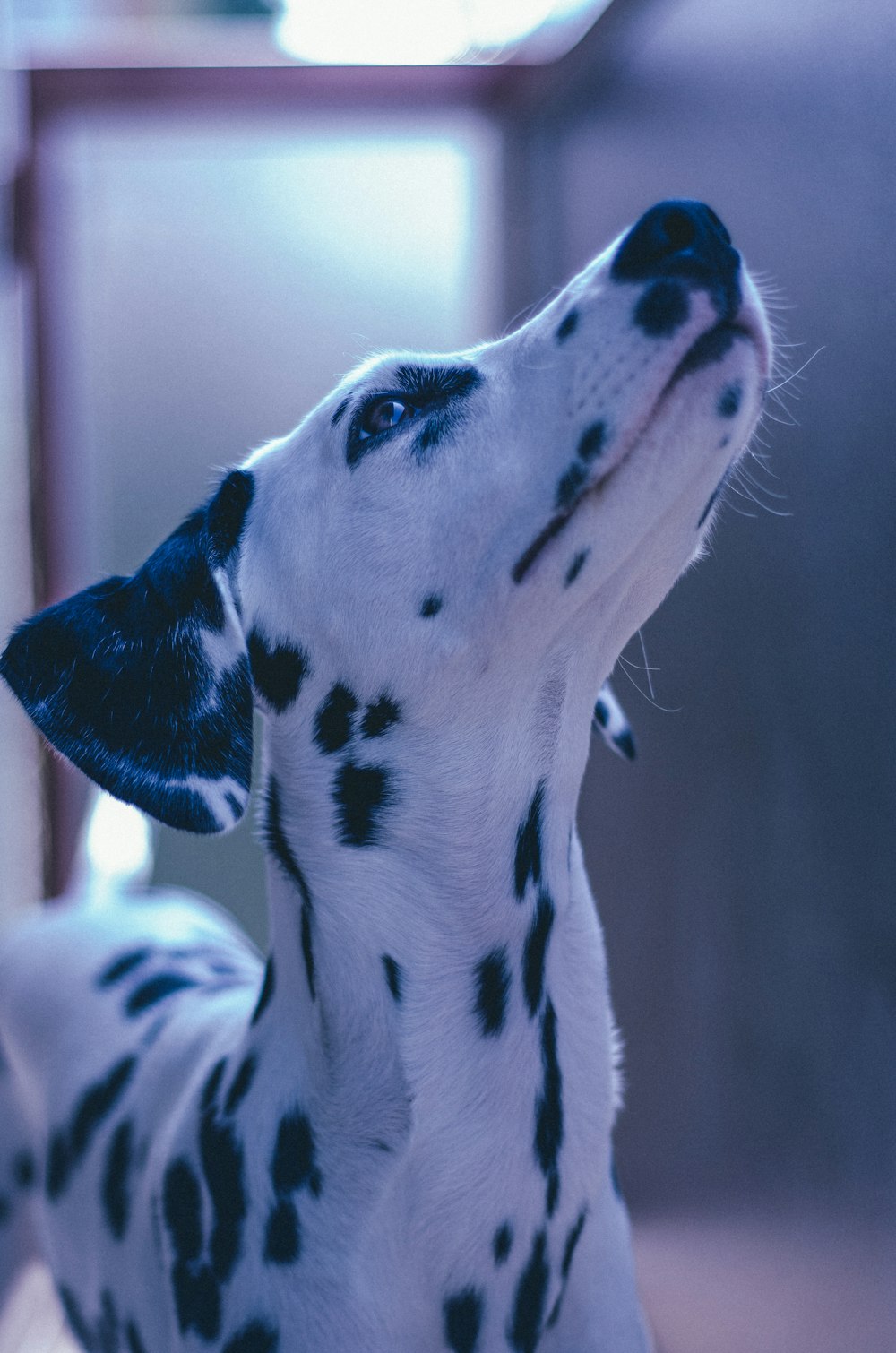 Perro dálmata blanco y negro