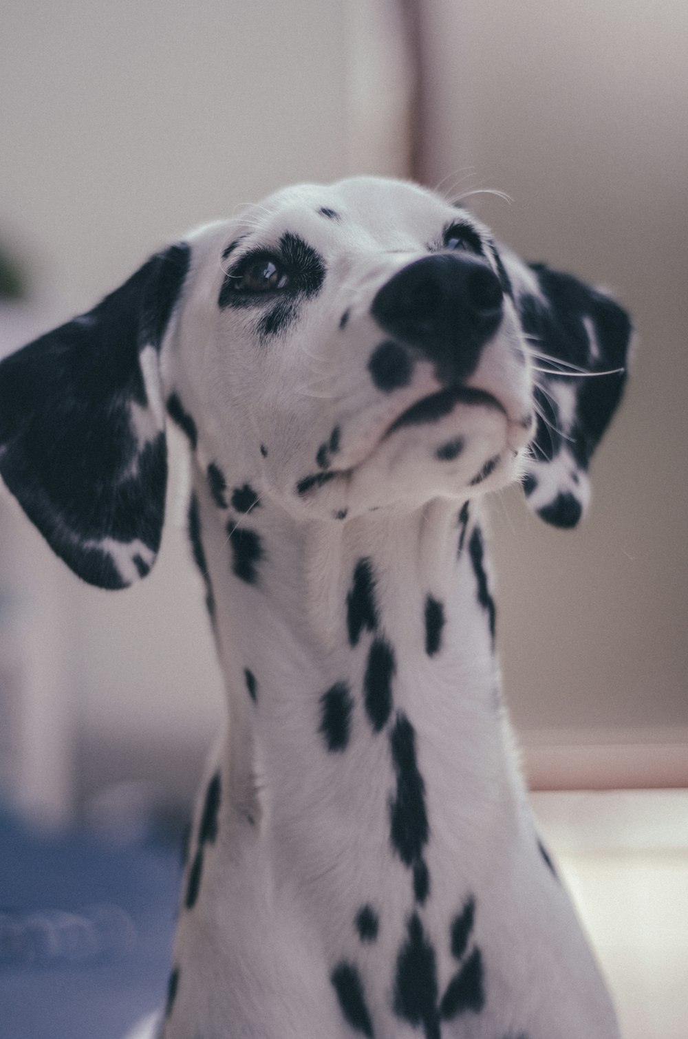 Perro dálmata blanco y negro