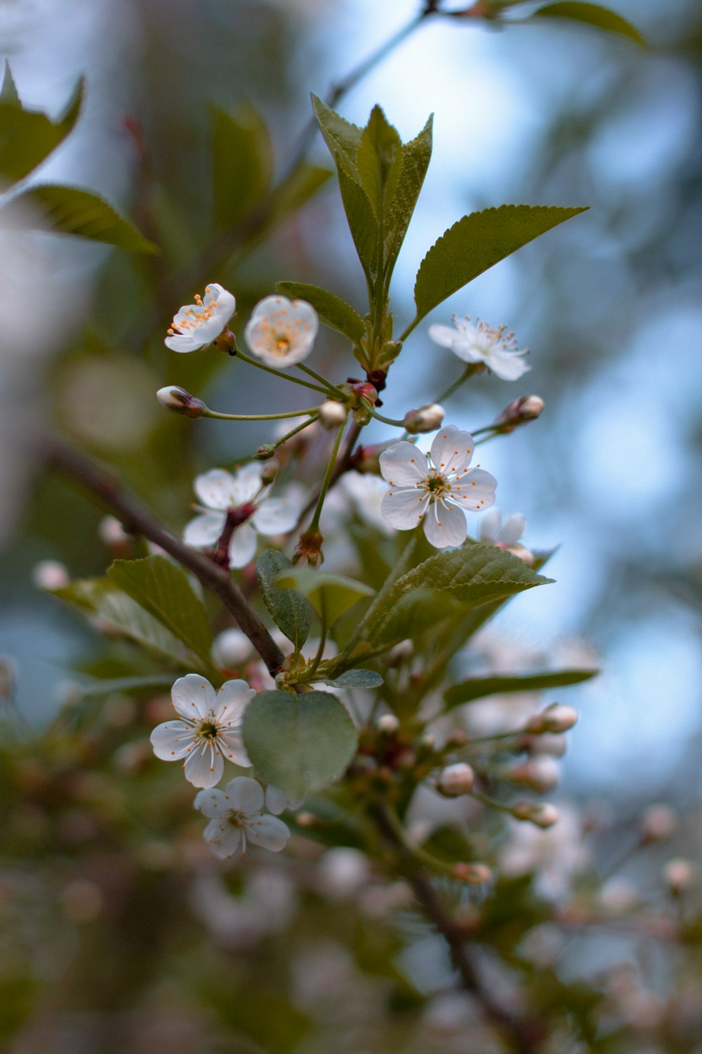 white cherry blossom in close up photography