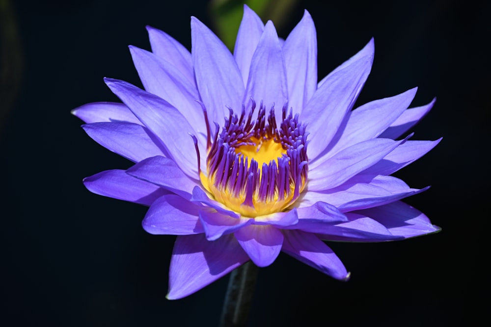 purple flower in black background