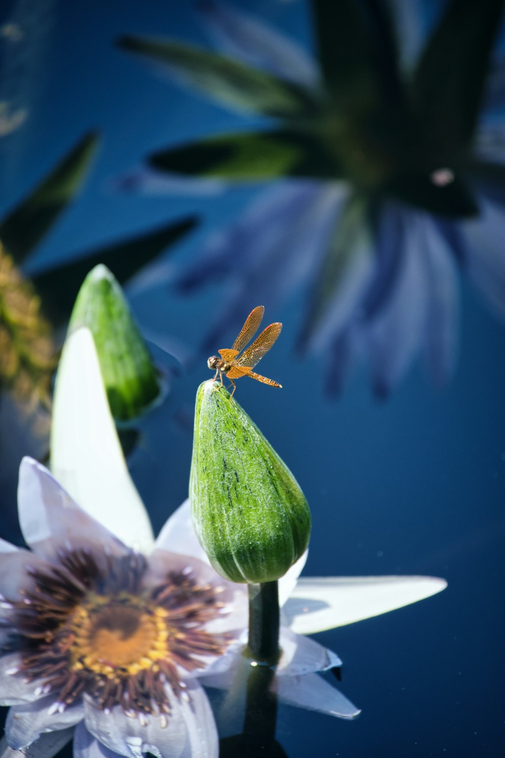 brown and yellow dragonfly perched on white flower