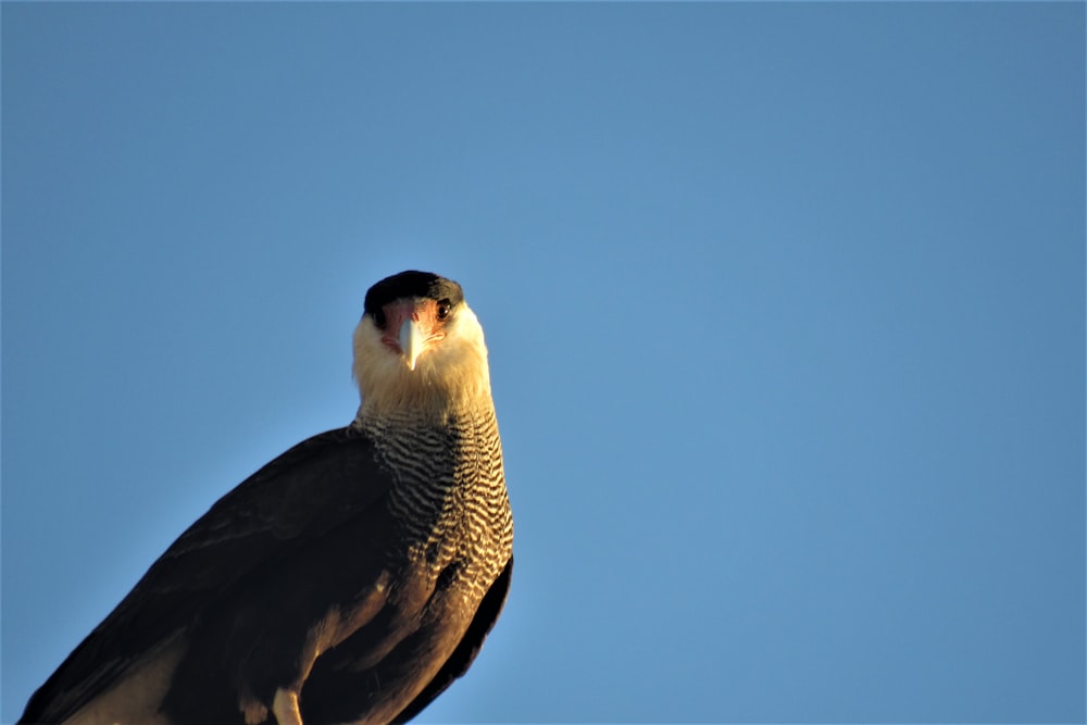 black and white bird flying under blue sky during daytime