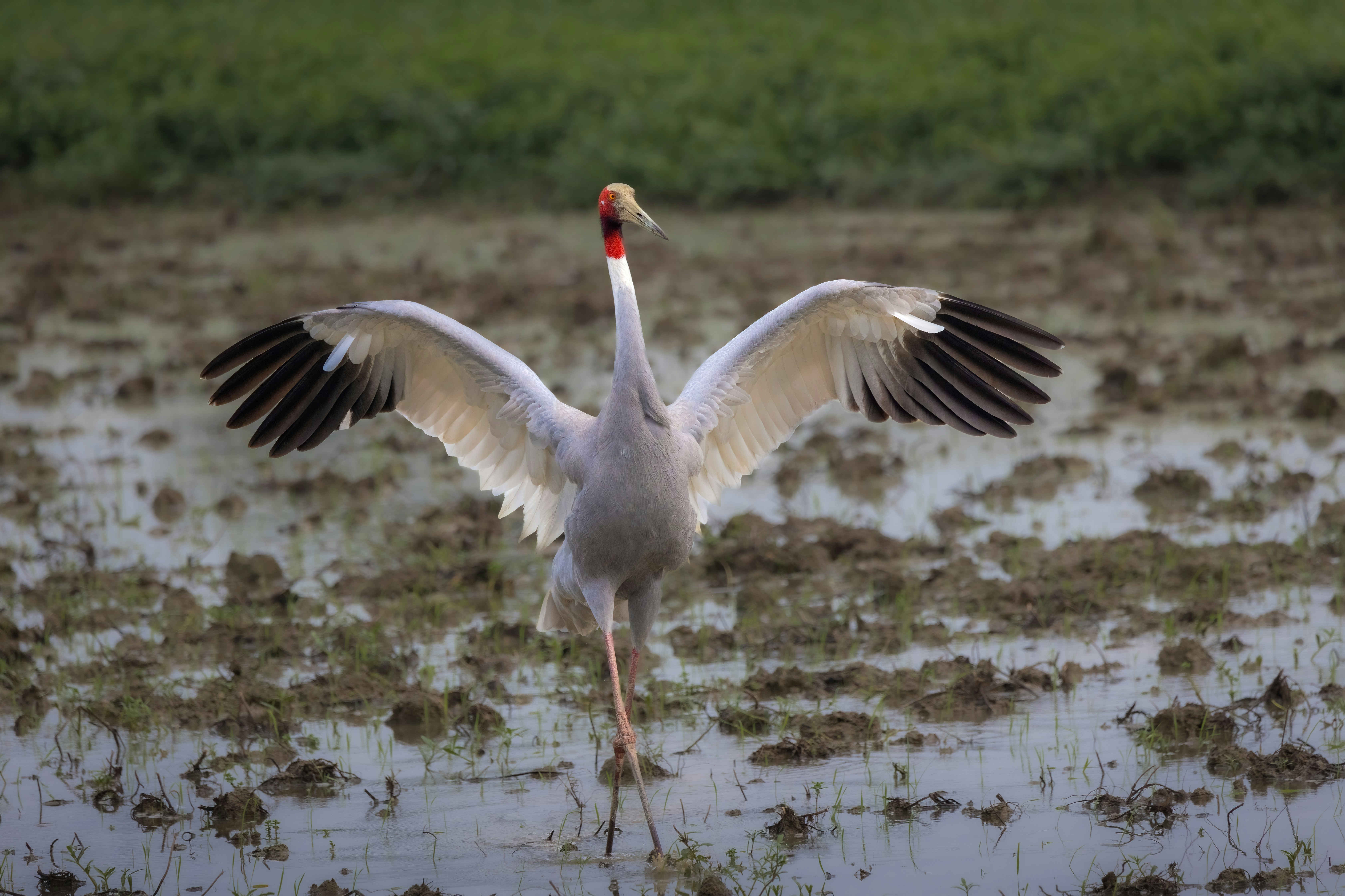 A Sarus crane stretching its wings
