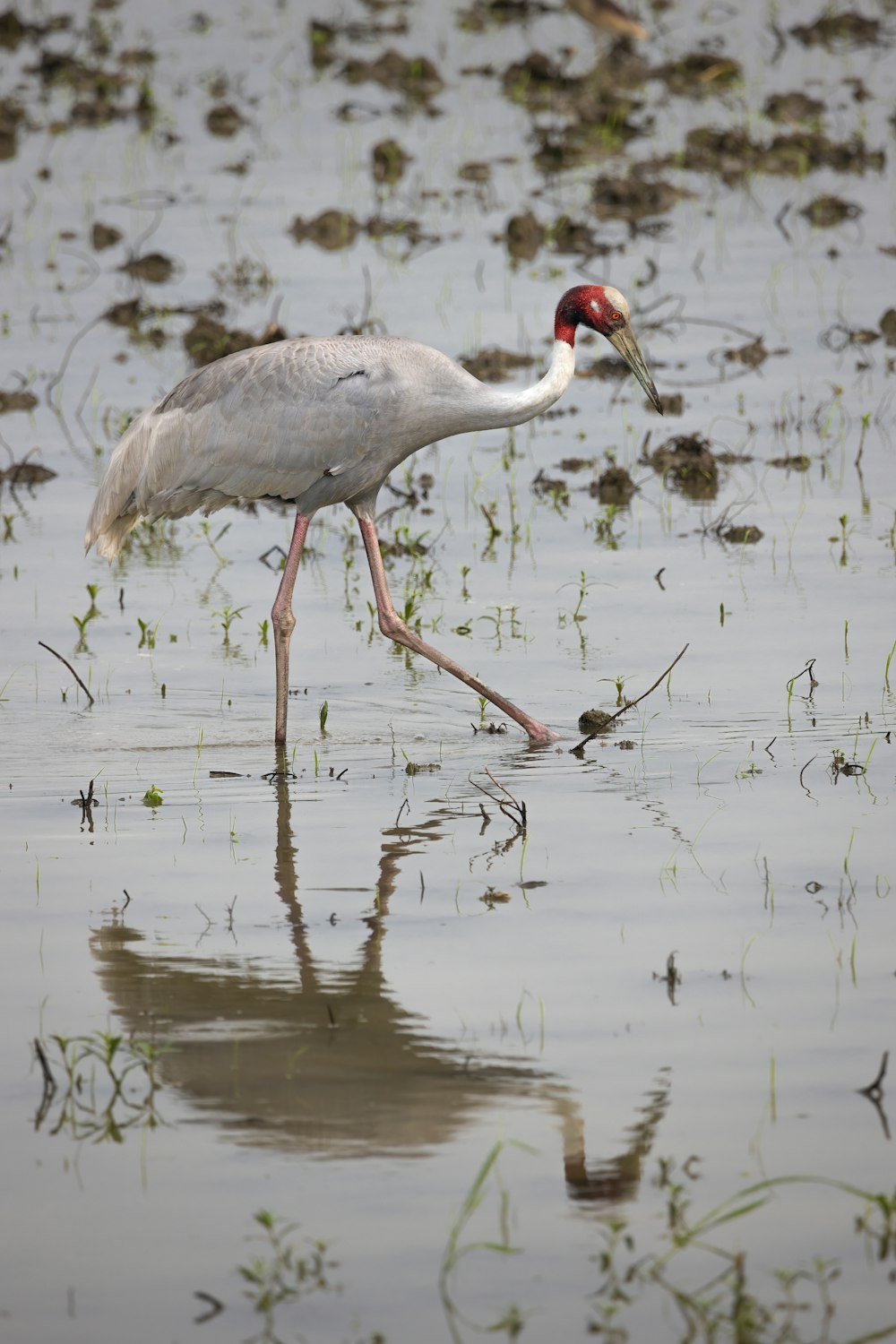 grey heron on water during daytime