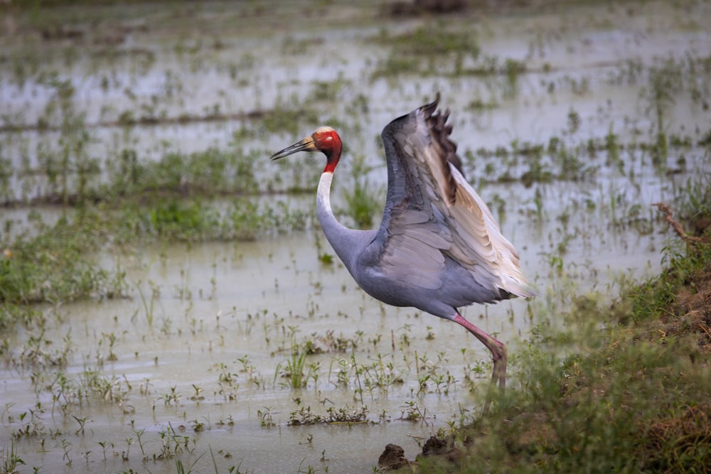 Uccello grigio e nero sull'acqua durante il giorno